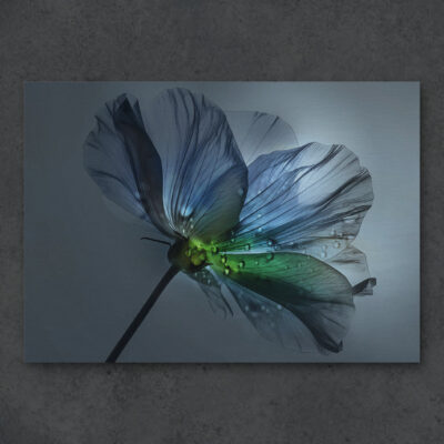 A.telier PETSCHAT - blossom 04